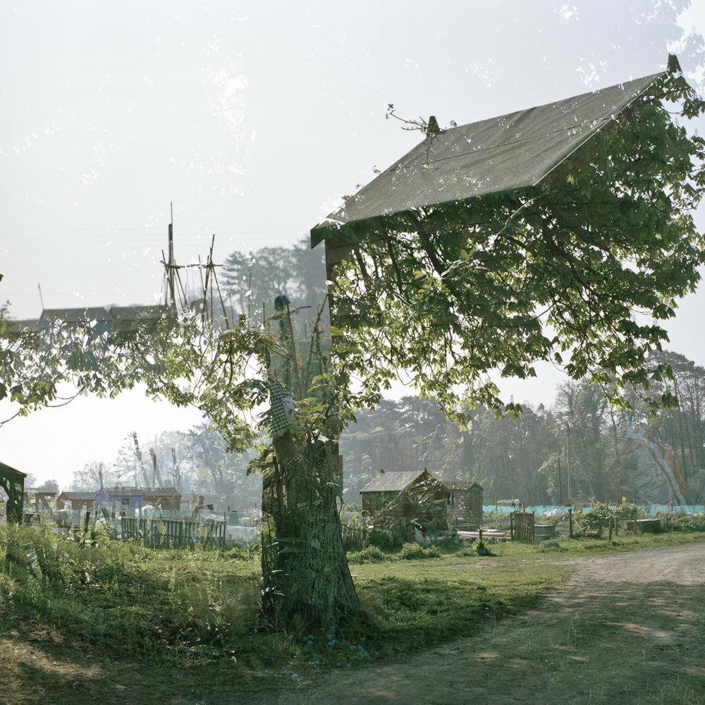 Chestnut, from the series The Other Room, Dublin, 2011