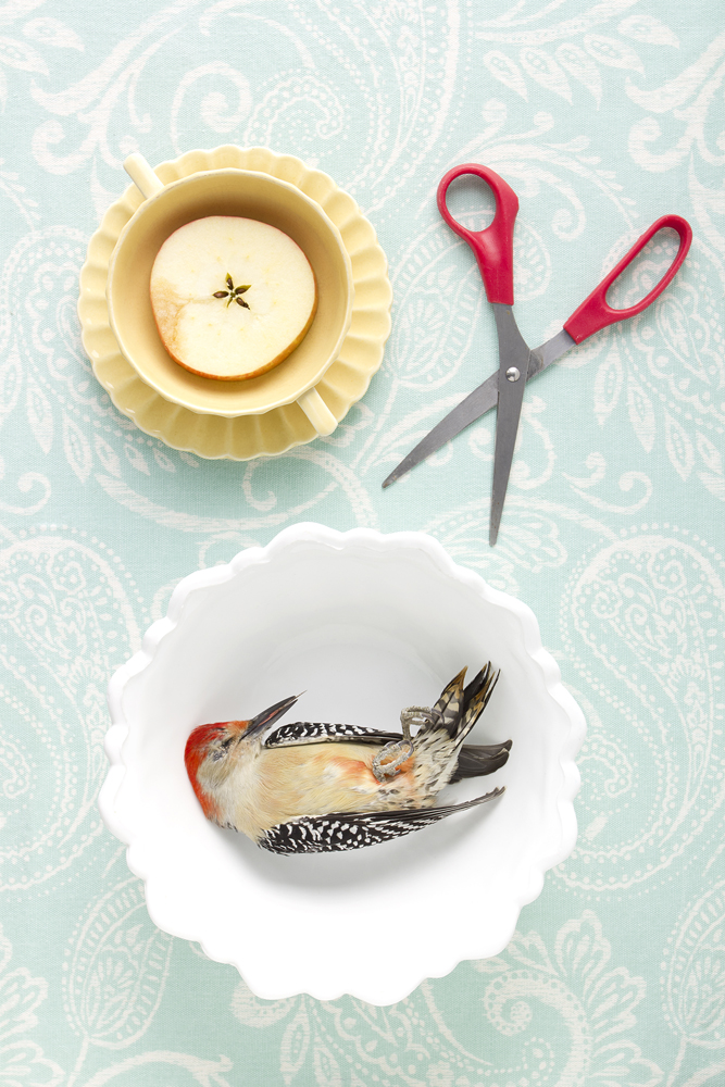 Still Life with Woodpecker and Scissors, from the series Domestic Arrangements, High Bridge, NJ, 2012