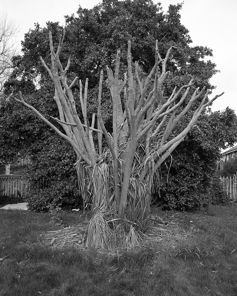 The Glass Garden, 2012