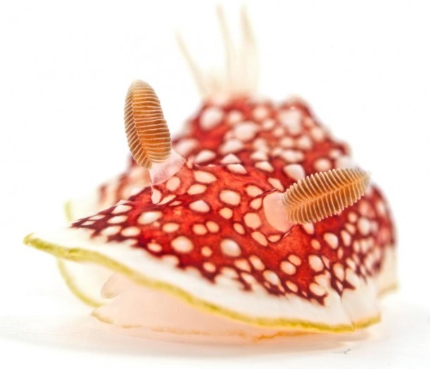Chromodoris, Sea slug, Eric Roettinger, Kahikai, Tara Oceans, 2011